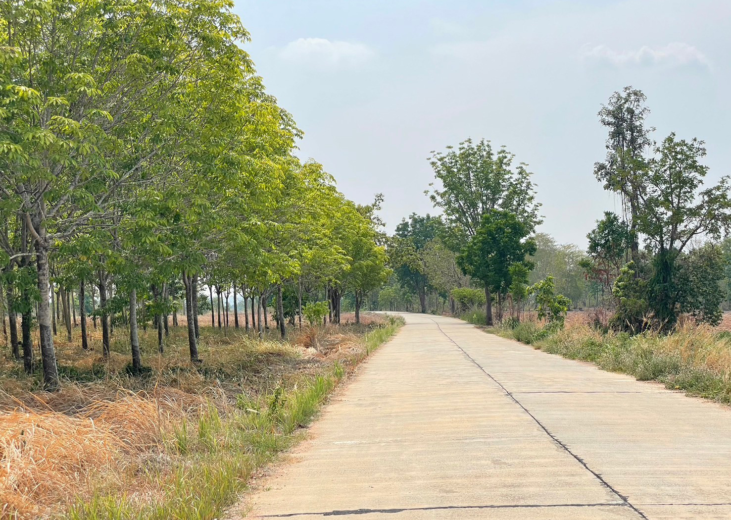 86310-ขายที่ดินพร้อมสวนยาง ต.ชีบน อ.บ้านเขว้า จ.ชัยภูมิ