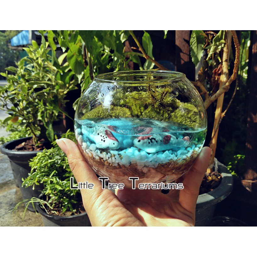 ชุดจัดสวนขวด DIY สวนแบบเปิด ขนาดเล็ก 299 บาท