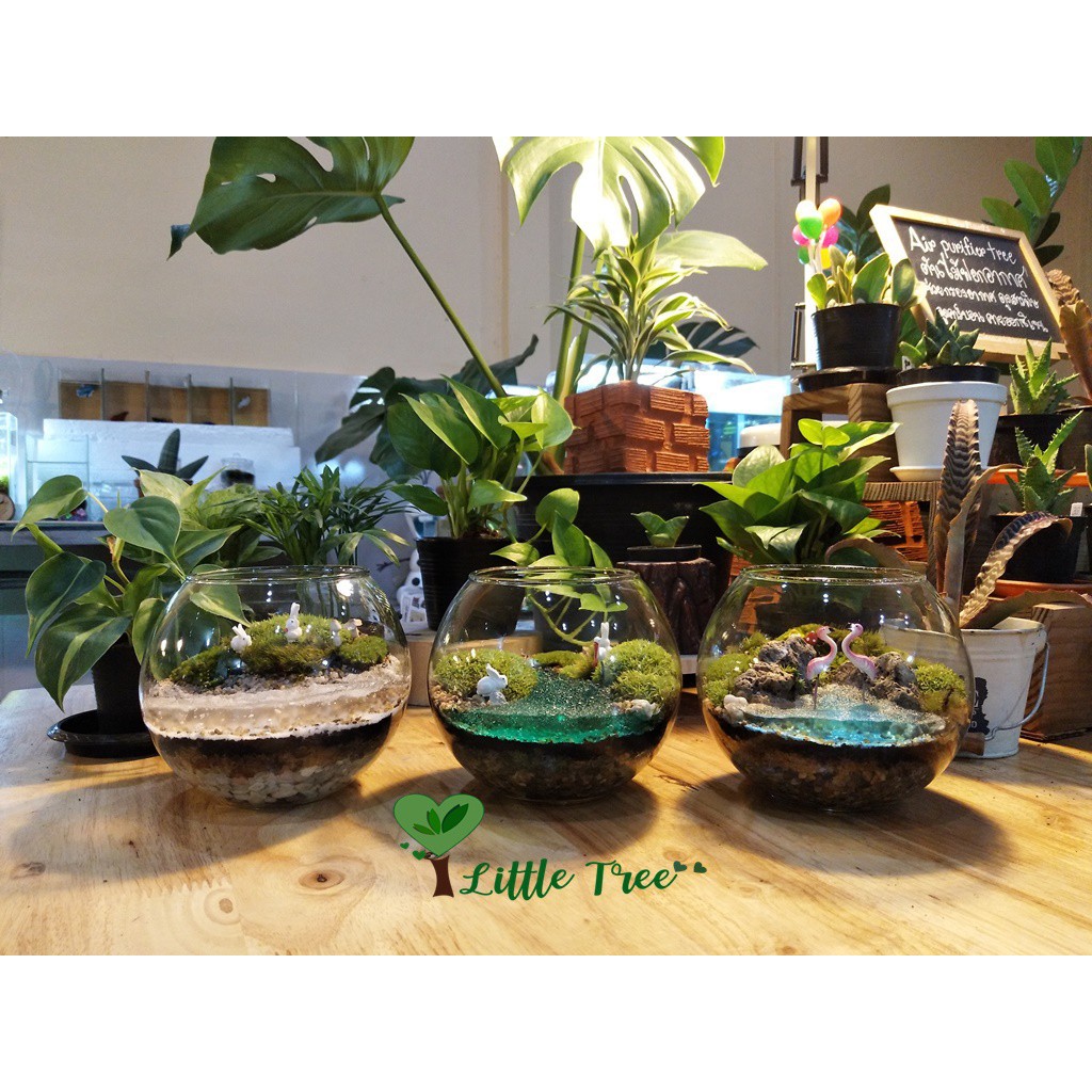 ❌❒ชุดจัดสวนขวด DIY สวนแบบเปิด ขนาดเล็ก 299