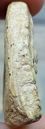 พระกรุวัดเงินคลองเตย กทม. พิมพ์สังกัจจายน์มีหู เนื้อผง