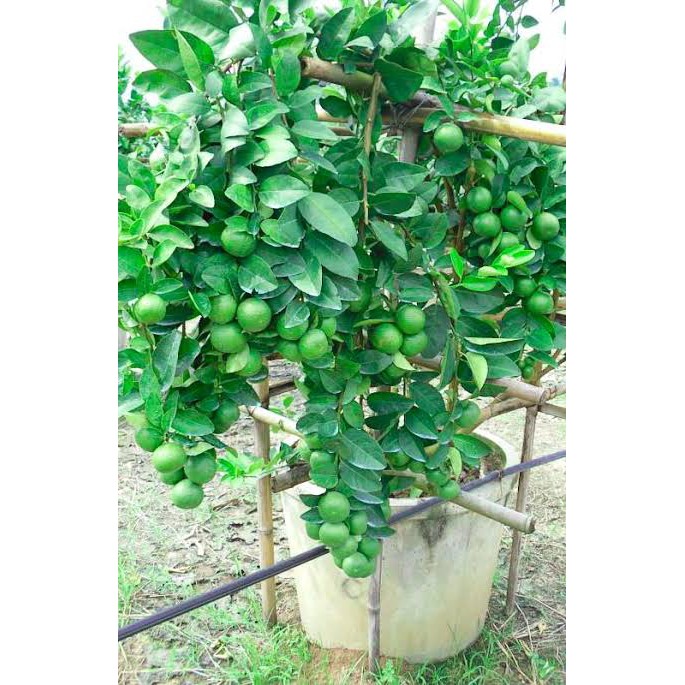 ปุ๋ยเร่งดอก เพิ่มผลผลิต สูตร 8-24-24 ตรา 5 นางฟ้าทรงฉัตร บรรจุ 1 กิโลกรัม ดอกดกยกสวน เพิ่มผลผลิต บำรุงดอกผลให้สมบูรณ์