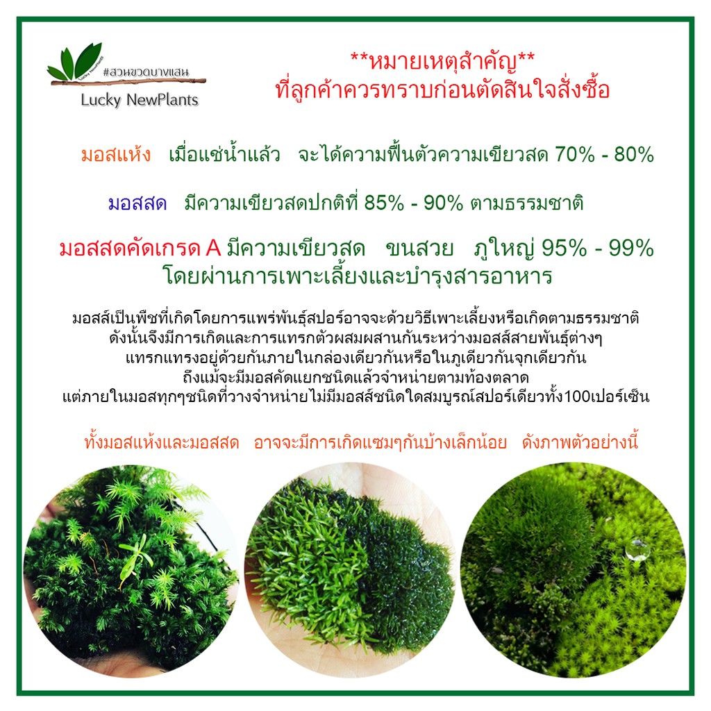 มอสไม้ มอสแห้ง มอสตกแต่งสวนขวดสวนถาด กล่องละ 65 บาท