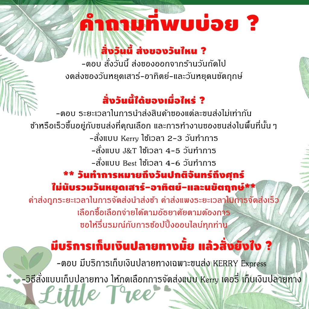 ชุดจัดสวนขวด DIY สวนแบบเปิด ขนาดเล็ก 299 บาท