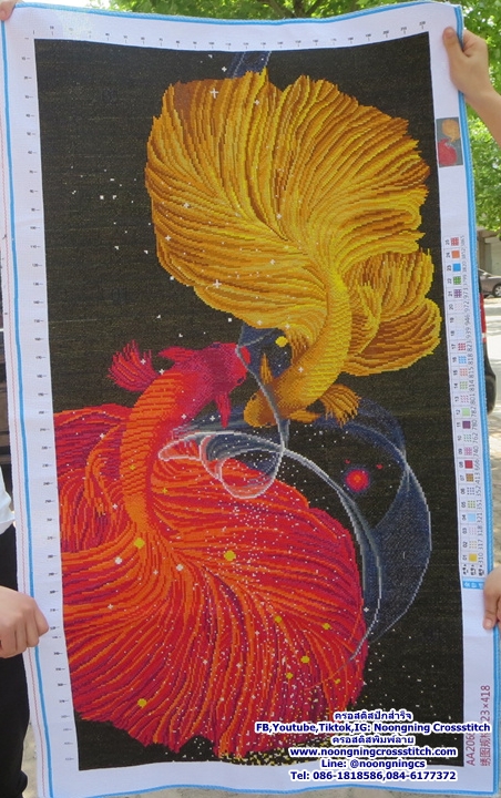 ปลากัดคู่สวยงาม ครอสติสปักสำเร็จ