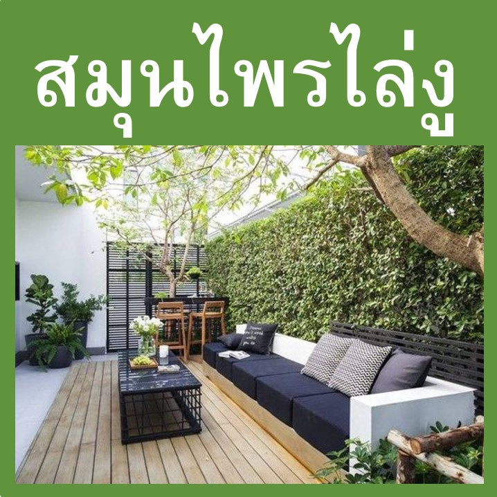 ก้อนไล่งู ป้องกันงู สมุนไพรไล่งู สมุนไพรงูเกลียด วางป้องกันไม่ให้งูเข้าใกล้ ป้องกันไม่ให้งูเข้าบ้าน งู Snakes Repellent