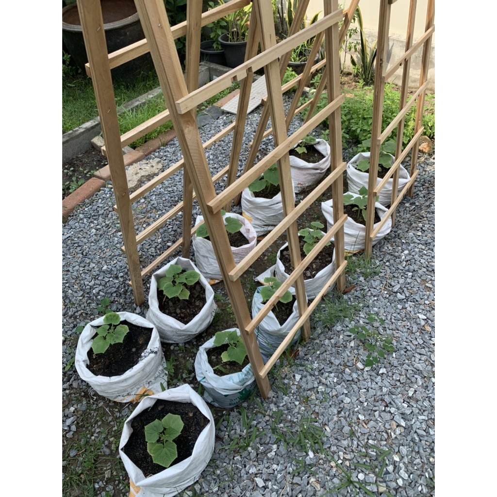 ค้างไม้เลื้อย ปลูกผักสวนครัว