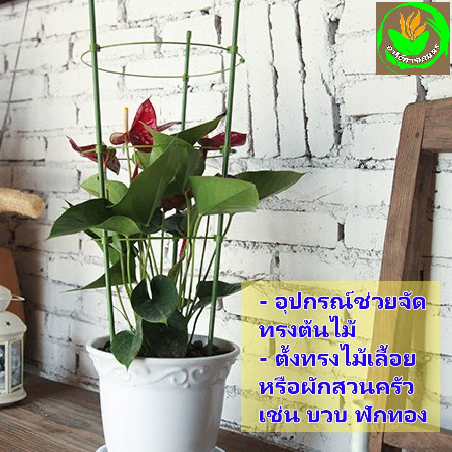 เซตโครงพยุงไม้เลื้อย ผักสวนครัว หลักล้อมใช้ปักลงในกระถางต้นไม้ จัดโครงต้นไม้ให้สวยงามตั้งตรง และทำโครงไม้เลื้อยได้ง่าย