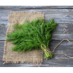 CHAIYO เมล็ดพันธุ์ผักชีลาว 250 เมล็ด อัตราการงอก : 87% และมีความบริสุทธิ์ : 99.5% Super seed Dill