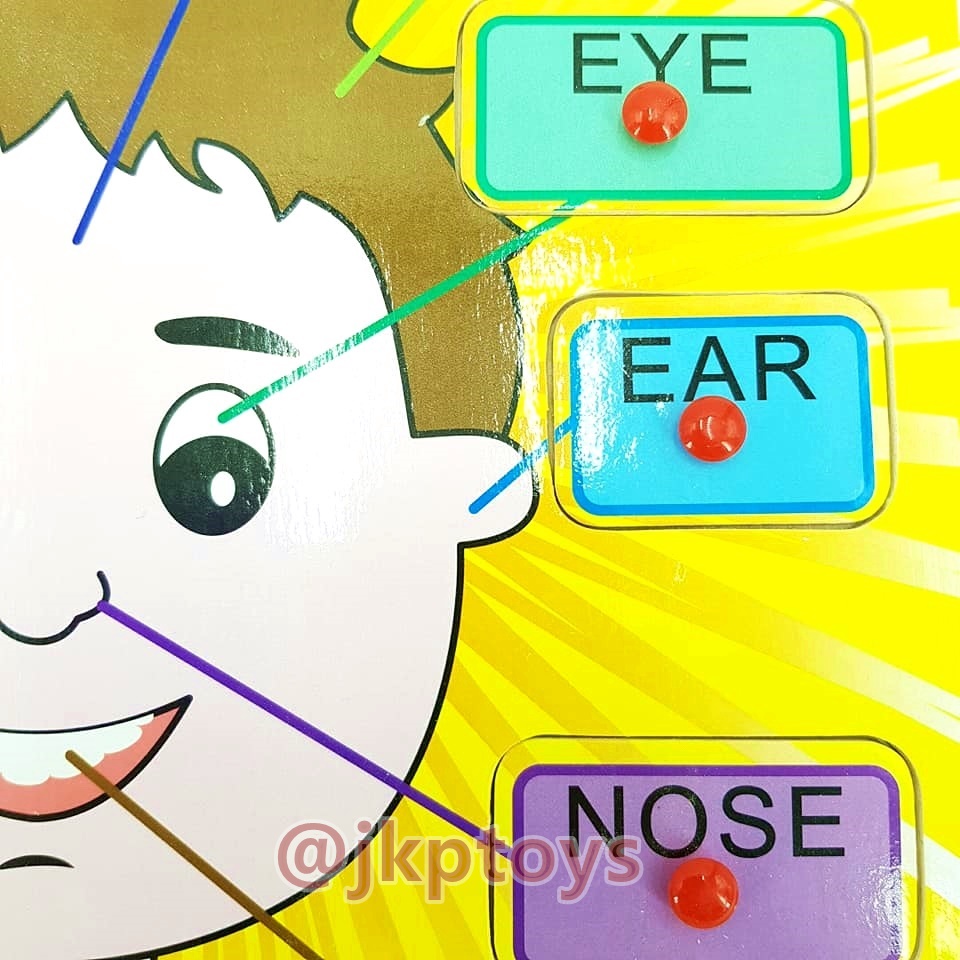 หมุดไม้สอนคำศัพท์ใบหน้า