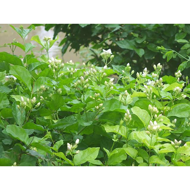 ปุ๋ยเร่งดอก เพิ่มผลผลิต สูตร 8-24-24 ตรา 5 นางฟ้าทรงฉัตร บรรจุ 1 กิโลกรัม ดอกดกยกสวน เพิ่มผลผลิต บำรุงดอกผลให้สมบูรณ์