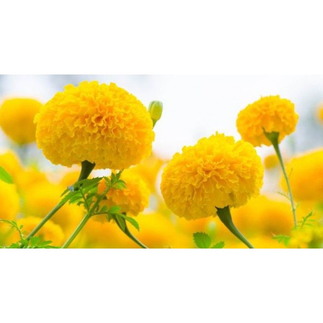 ปุ๋ยเร่งดอก เพิ่มผลผลิต สูตร 8-24-24 ตรา 5 นางฟ้าทรงฉัตร บรรจุ 1 กิโลกรัม ดอกดกยกสวน เพิ่มผลผลิต บำรุงดอกผลให้สมบูรณ์