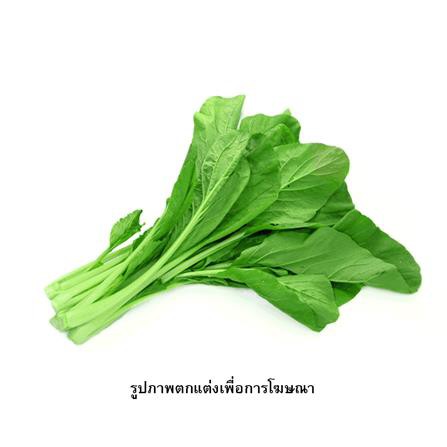 เมล็ดพันธุ์กวางตุ้ง กรีน การ์เด้น แข็งแรง ออกรากง่าย