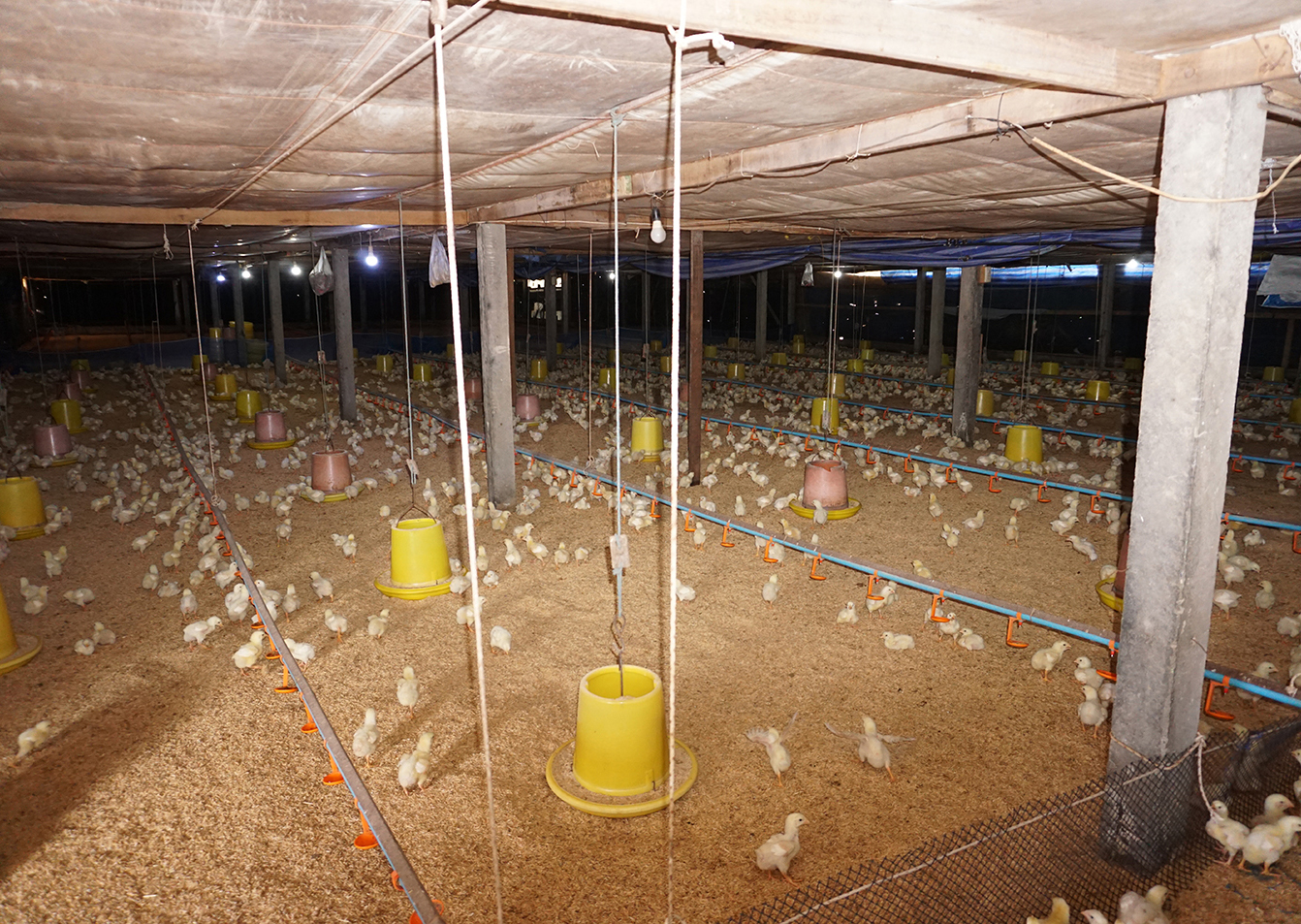 68412-ขายที่ดิน พร้อมฟาร์มไก่เนื้อระบบปิด ท่าเสด็จ สุพรรณบุรี