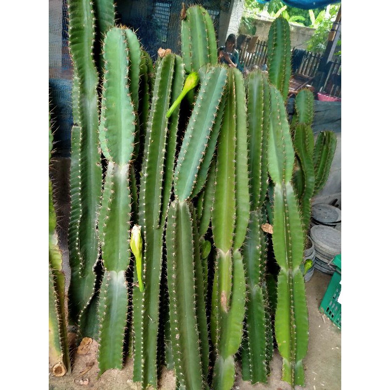 🌵🌵เจ้าของสวนกระบองเพชรยักษ์🌵🌵