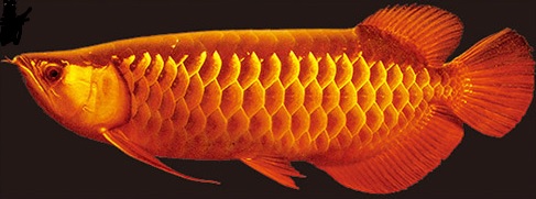 ปลามังกร โชคลาภ ความร่ำรวย ความมั่งคั่ง ชุดปักครอสติส พิมพ์ลาย ครอสติสจีน งานฝีมือทำที่บ้าน DIY