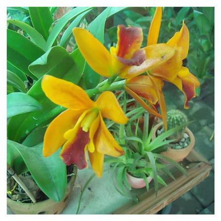 อะมิโนโปรตีนอัดเม็ดสำหรับพืชดอก GREEN GARDEN 1 กิโลกรัม ไม่มีสารพิษสำหรับการฆ่าแมลง