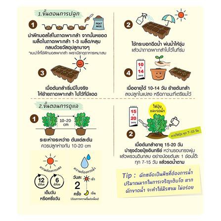 เมล็ดพันธุ์ผักกาดหอมออร์แกนิก กรีนโอ๊ค แข็งแรง ออกรากง่าย