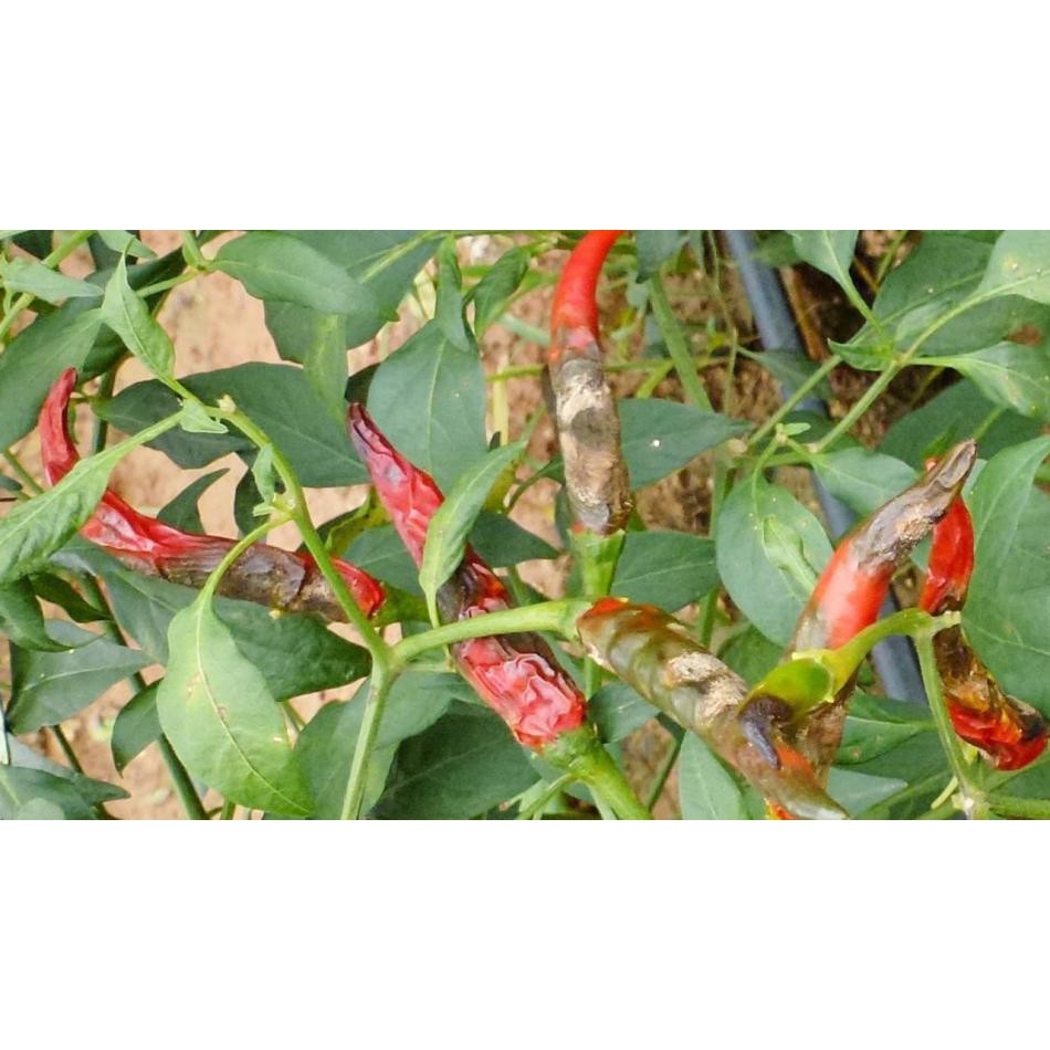 เดนิม 💥 แมนโคเซบ+ไตรไซคลาโซล ป้องกันกำจัดโรคพืช เชื้อรา ใบจุดในดาวเรือง นาข้าว พืชผัก ไม้ผล สวน ฉีดได้ทุกช่วง