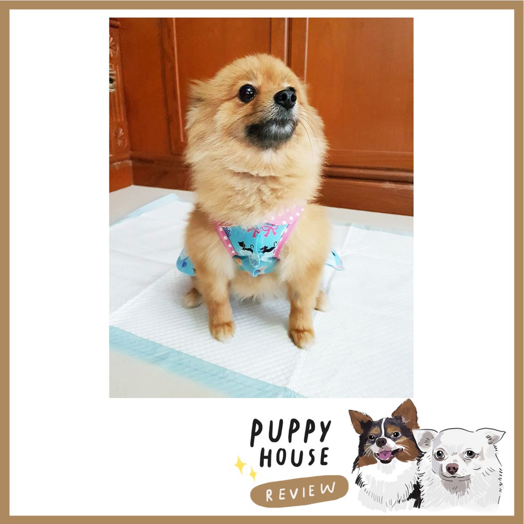 Hajiko ฮาจิโกะ แผ่นรองฉี่ ฝึกขับถ่าย แผ่นรองฉี่สุนัข แผ่นซับฉี่ แผ่นฉี่หมา ห้องน้ําสุนัข