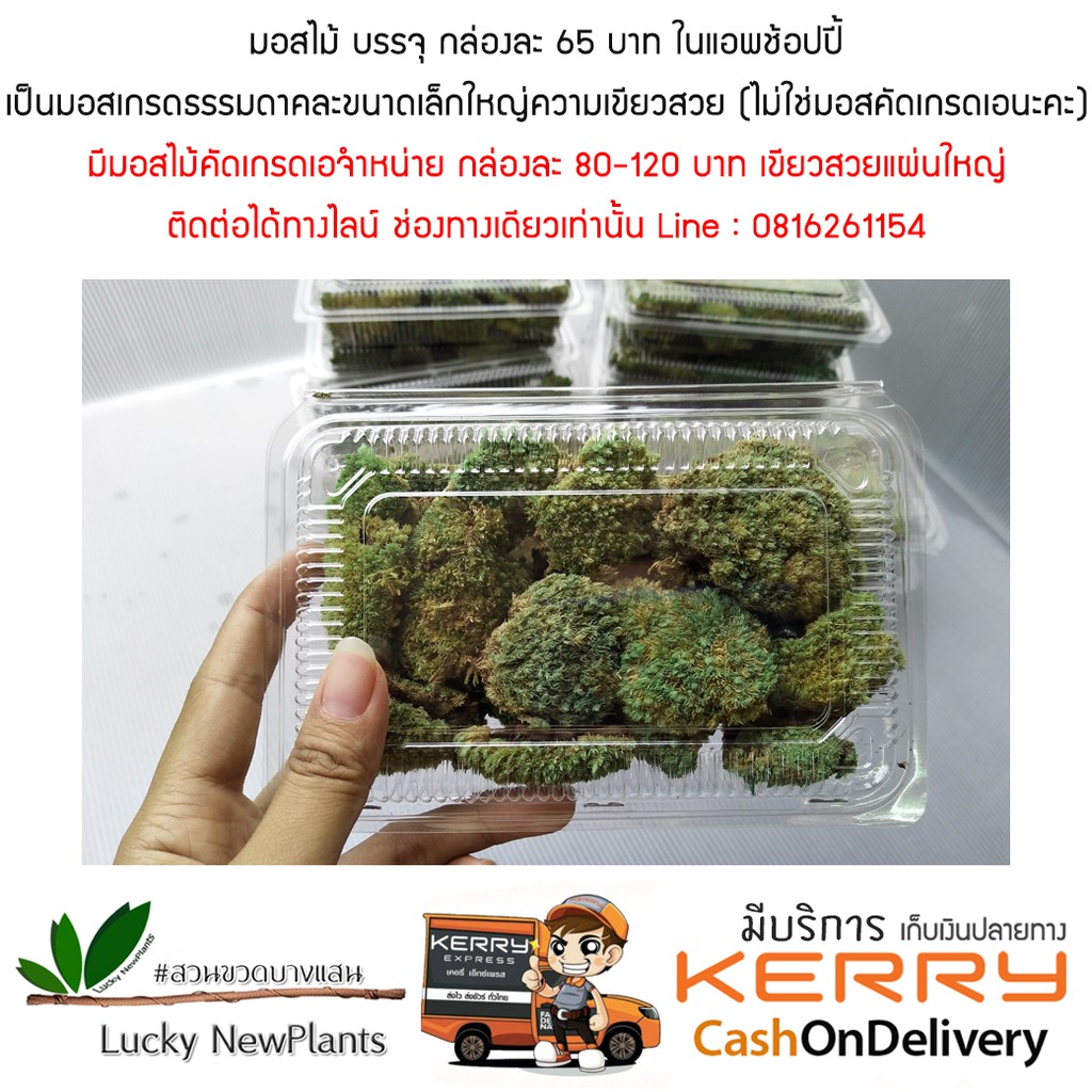 มอสไม้ มอสแห้ง มอสตกแต่งสวนขวดสวนถาด กล่องละ 65 บาท
