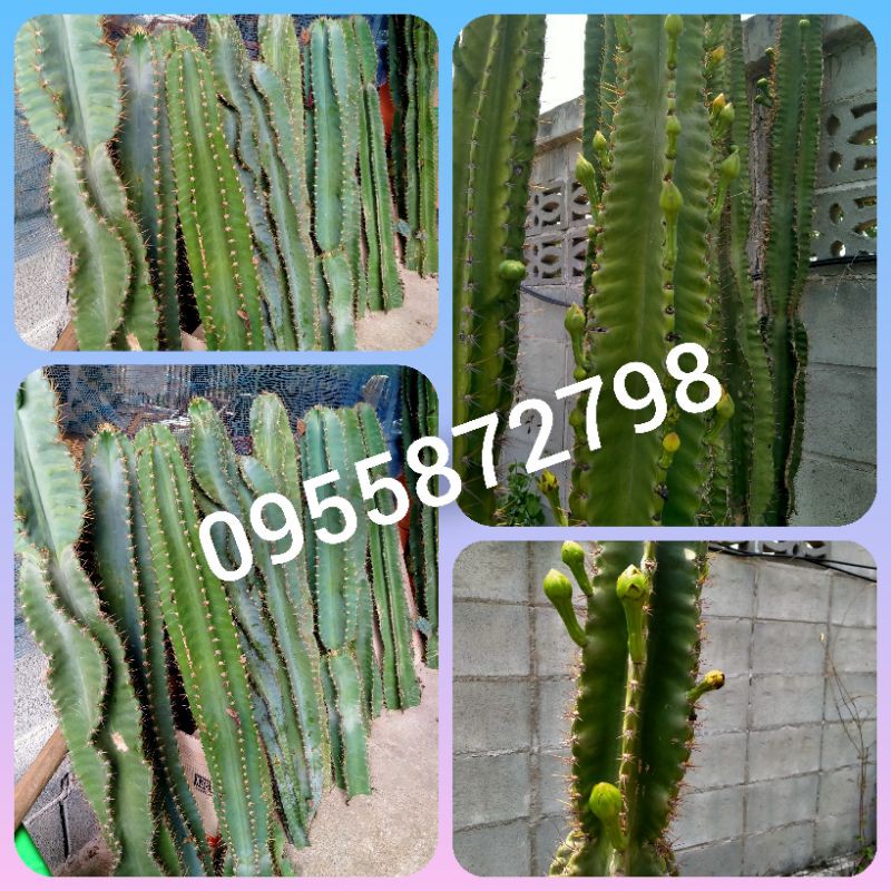 🌵🌵เจ้าของสวนกระบองเพชรยักษ์🌵🌵