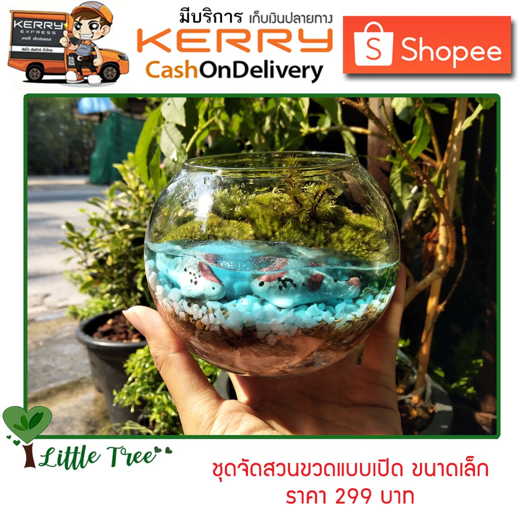 ชุดจัดสวนขวด DIY สวนแบบเปิด ขนาดเล็ก 299 บาท