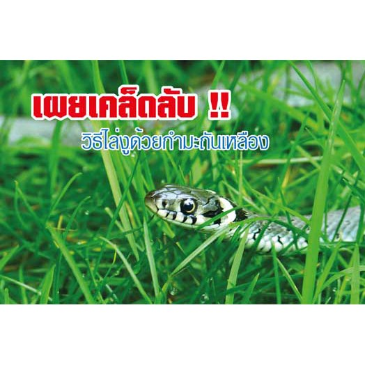 **พร้อมส่ง** สมุนไพร ไล่งู 80 กรัม เพื่อป้องกันงูกลับมา ใช้ง่าย ปลอดภัย หมดปัญหางูเข้าบ้าน By JJ.PlantSeed ไล่งู