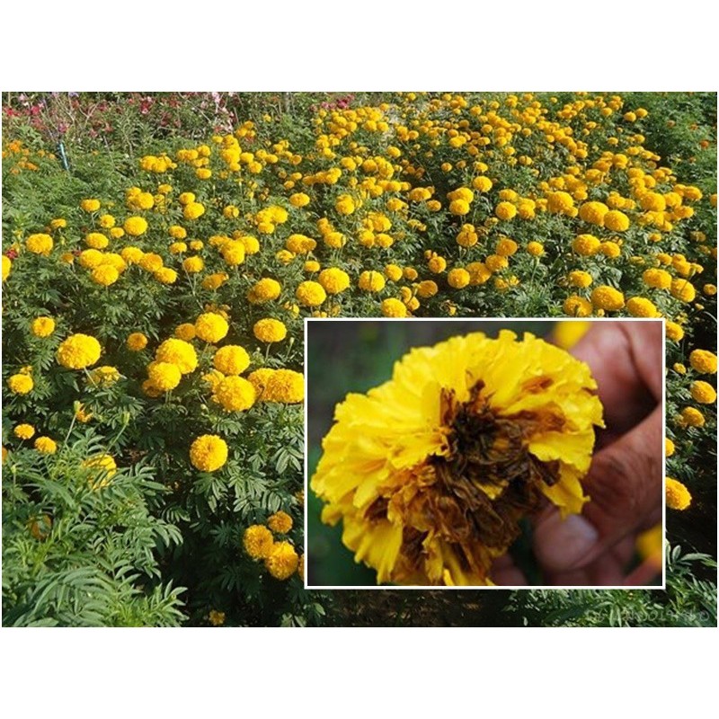 เดนิม 💥 แมนโคเซบ+ไตรไซคลาโซล ป้องกันกำจัดโรคพืช เชื้อรา ใบจุดในดาวเรือง นาข้าว พืชผัก ไม้ผล สวน ฉีดได้ทุกช่วง