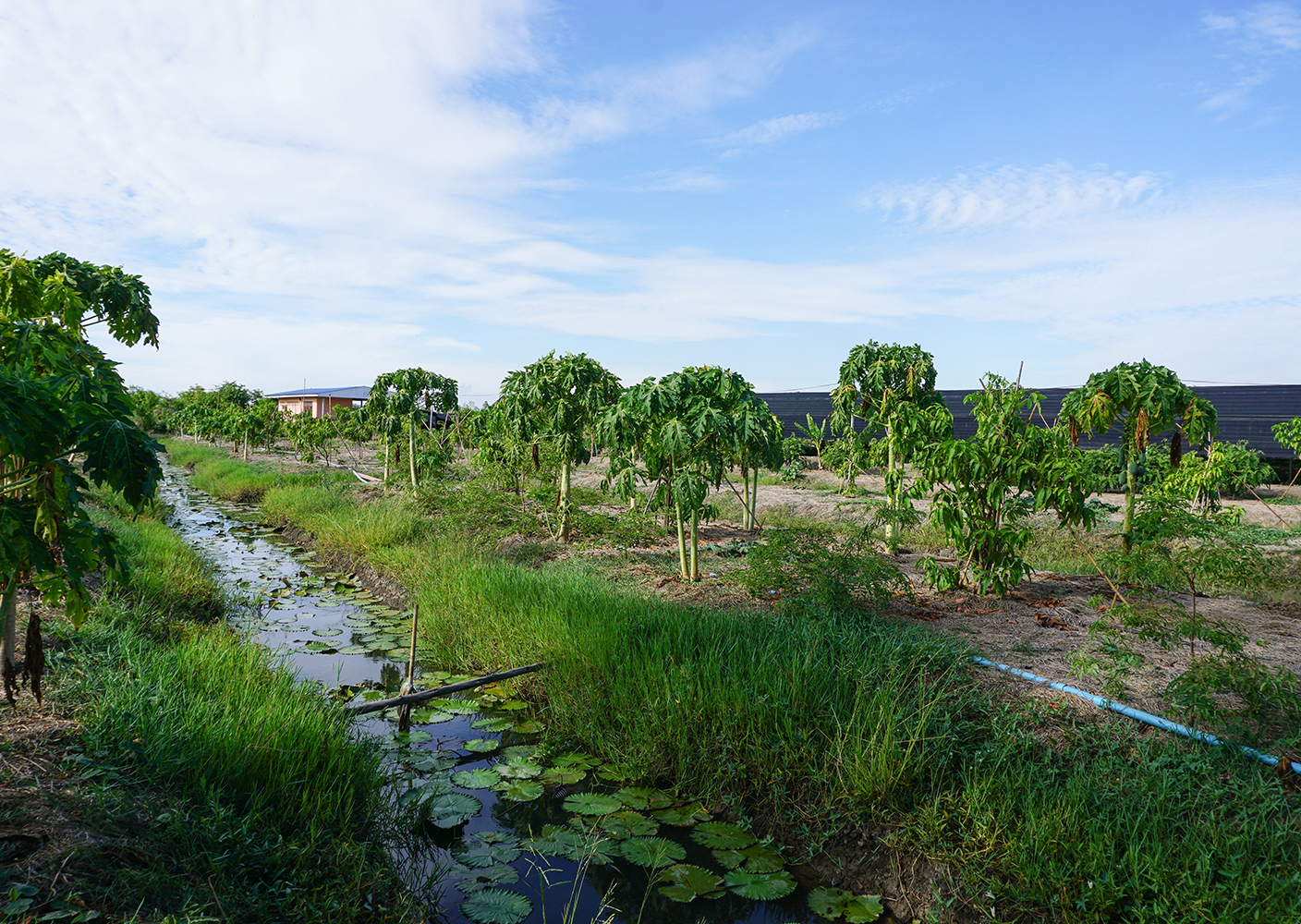 68373-ขายที่ดินพร้อมบ้าน ตำบลสามโก้ อำเภอสามโก้ อ่างทอง