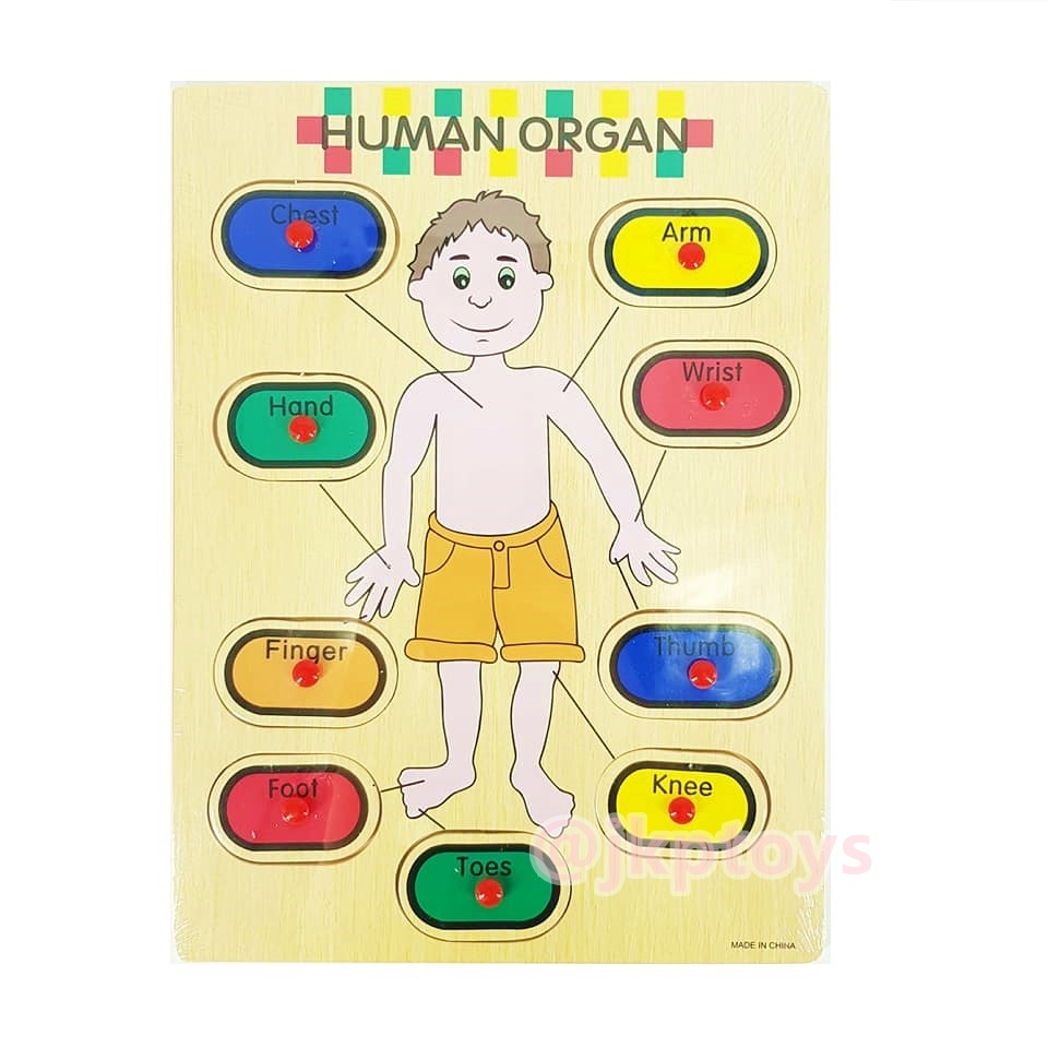 หมุดไม้สอนคำศัพท์ร่างกาย