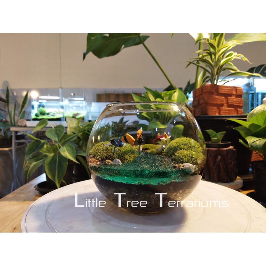 ชุดจัดสวนขวด DIY สวนแบบเปิด ขนาดเล็ก 299 บาท