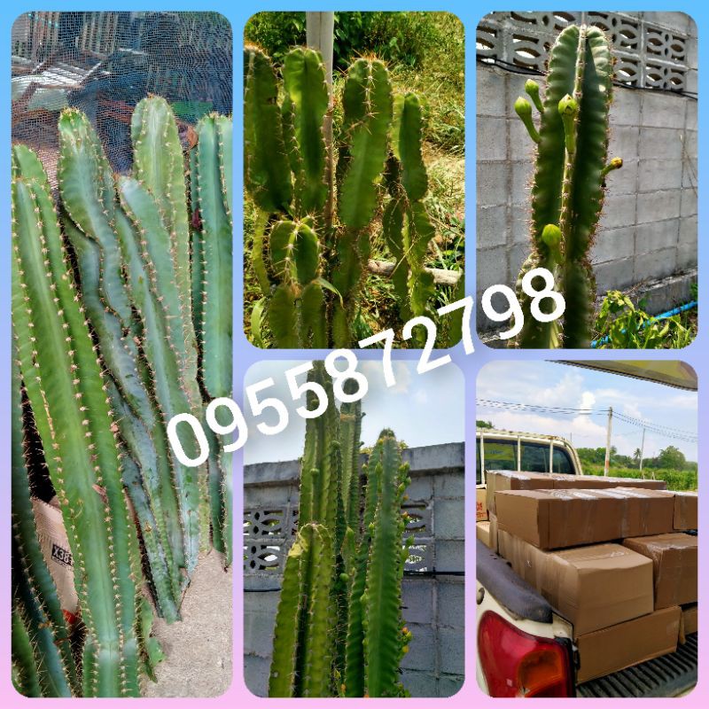 🌵🌵เจ้าของสวนกระบองเพชรยักษ์🌵🌵