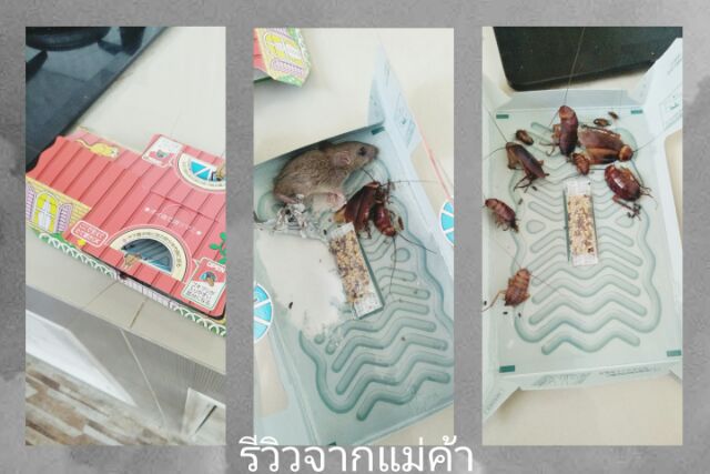 ARS ฮอย ฮอย บ้านแมลงสาบ 3 ชิ้น / 1 กล่อง