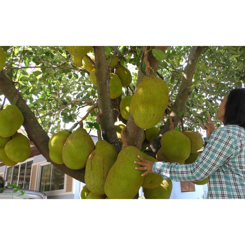 ปุ๋ยเร่งดอก เพิ่มผลผลิต สูตร 8-24-24 ตรา 5 นางฟ้าทรงฉัตร บรรจุ 1 กิโลกรัม ดอกดกยกสวน เพิ่มผลผลิต บำรุงดอกผลให้สมบูรณ์