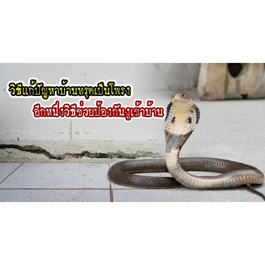**พร้อมส่ง** สมุนไพร ไล่งู 80 กรัม เพื่อป้องกันงูกลับมา ใช้ง่าย ปลอดภัย หมดปัญหางูเข้าบ้าน By JJ.PlantSeed ไล่งู