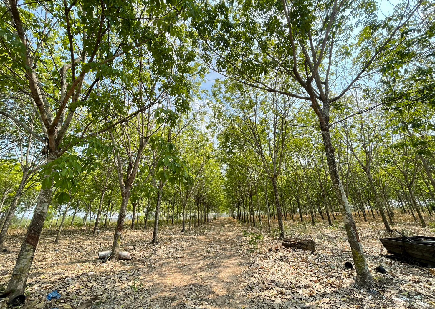 86310-ขายที่ดินพร้อมสวนยาง ต.ชีบน อ.บ้านเขว้า จ.ชัยภูมิ