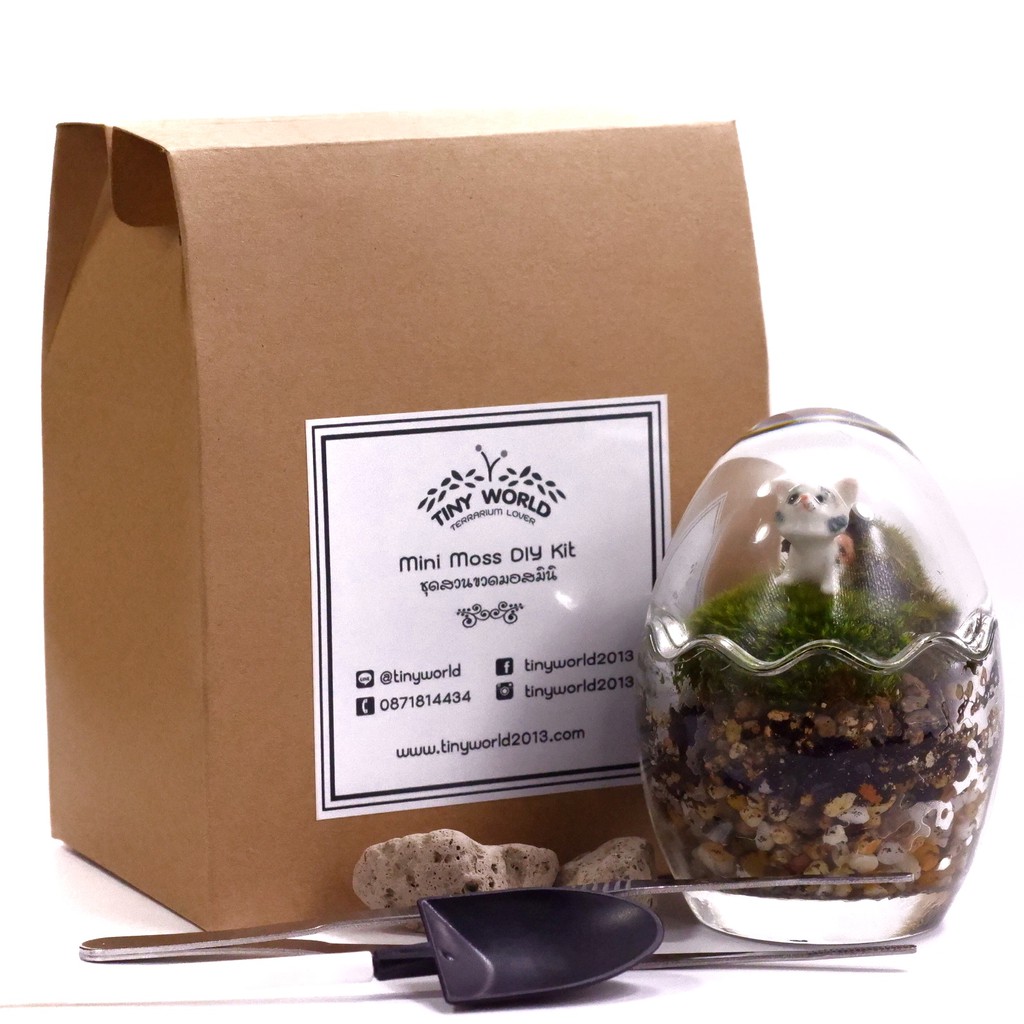 ชุดจัดสวนขวดทรงไข่มินิ สวนไข่แก้ว egg terrarium สวนขวดไข่มินิ