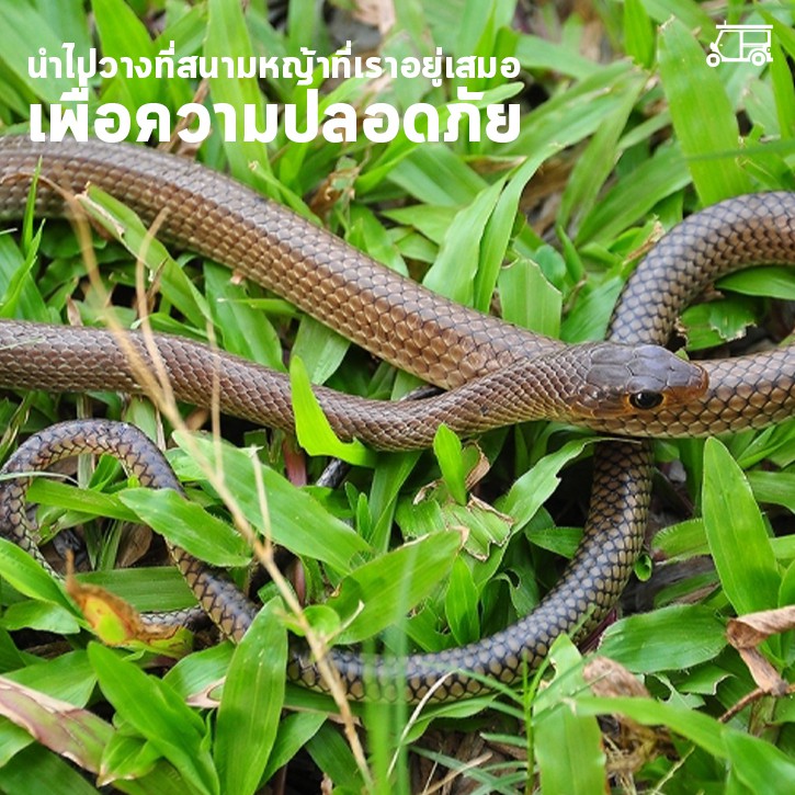 ก้อนไล่งู ⚡️ ก้อนวางไล่งู บรรจุ 8 ก้อน ป้องกันงูเข้าบ้าน ปลอดภัยจากสารสกัดธรรมชาติ ใช้ได้ 1-2 เดือน ที่ไล่งู ที่ไล่สัตว์