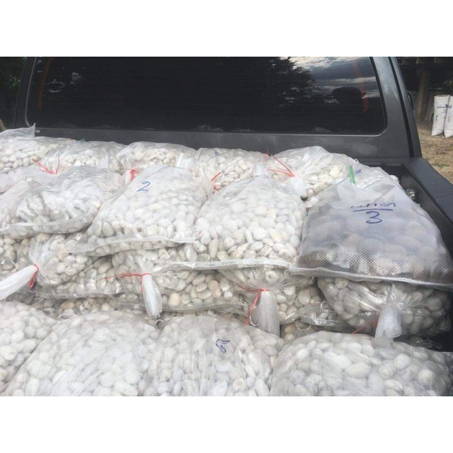 ✘หินขาว หินแต่งสวน 🔥ถุง 7.5-8 กิโล🔥💰