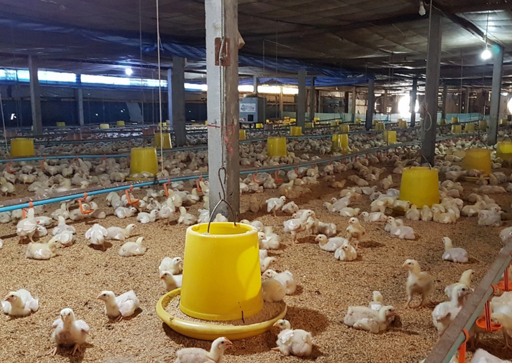 68412-ขายที่ดิน พร้อมฟาร์มไก่เนื้อระบบปิด ท่าเสด็จ สุพรรณบุรี