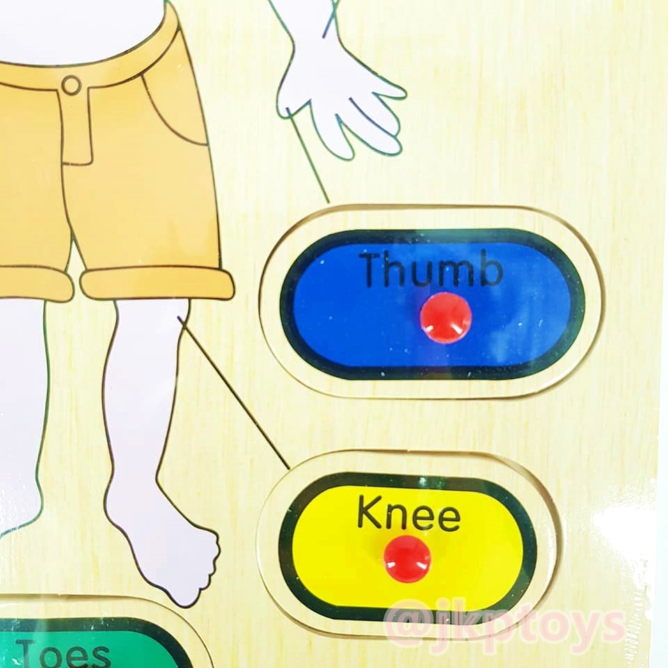 หมุดไม้สอนคำศัพท์ร่างกาย