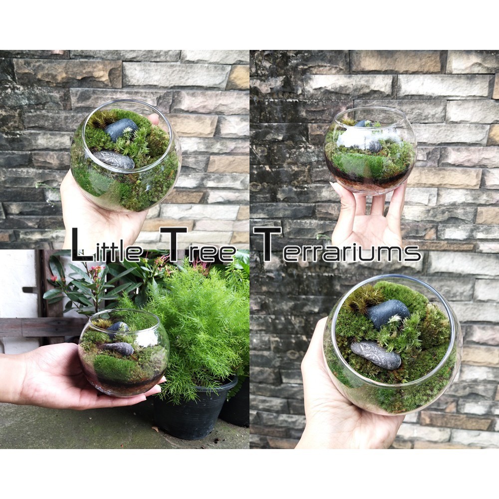 ❌❒ชุดจัดสวนขวด DIY สวนแบบเปิด ขนาดเล็ก 299