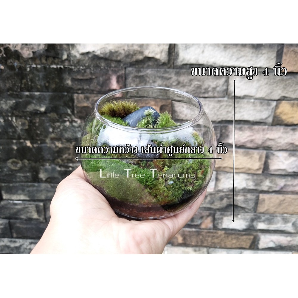 ชุดจัดสวนขวด DIY สวนแบบเปิด ขนาดเล็ก 299 บาท