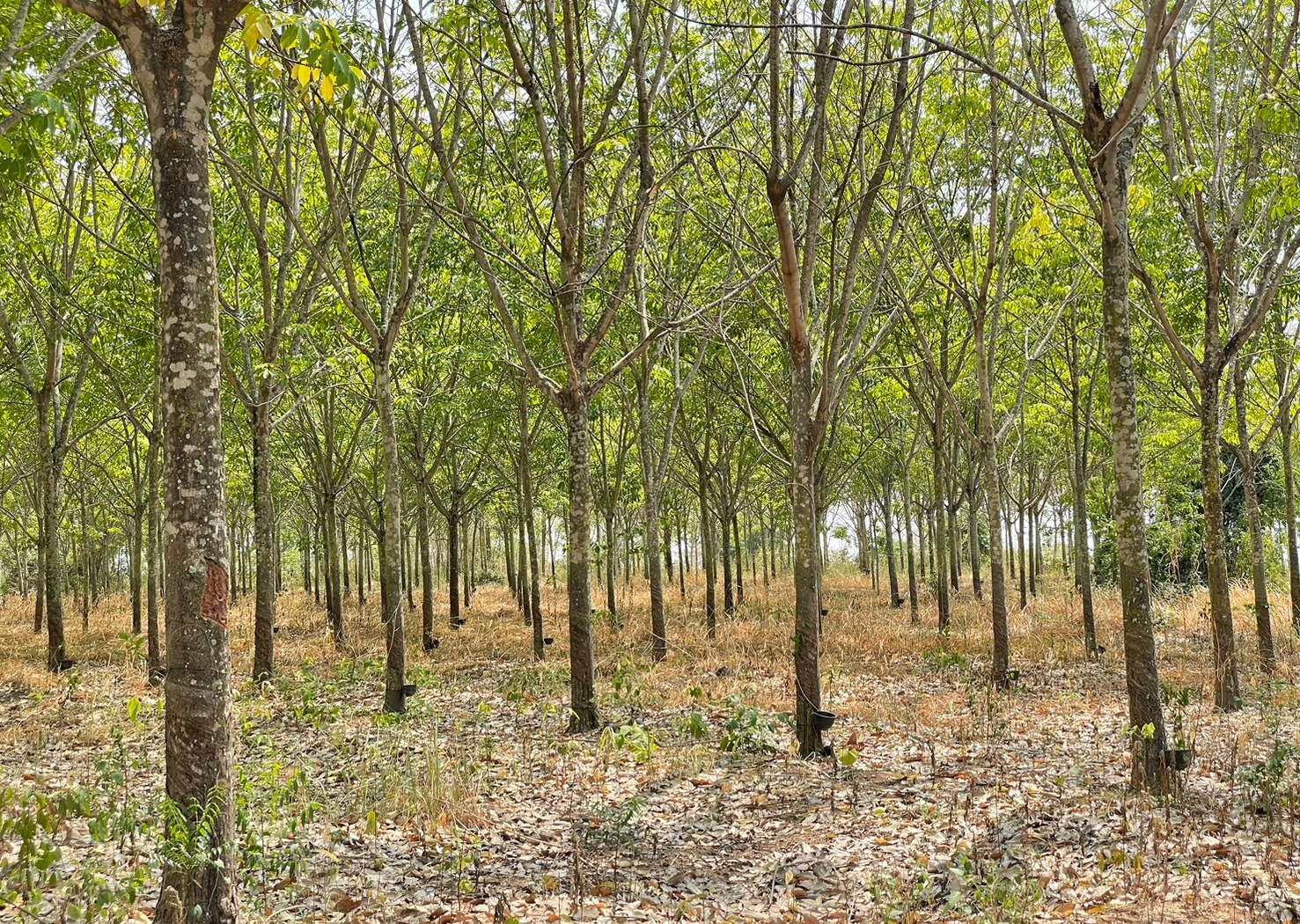 86310-ขายที่ดินพร้อมสวนยาง ต.ชีบน อ.บ้านเขว้า จ.ชัยภูมิ