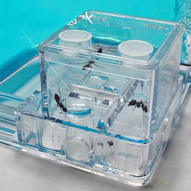 ฟาร์มมดเจลเขาวงกต Ant Farm-B มีไฟLED ส่องตอนกลางคืน บ้านมด มีไฟส่อง กล่องเลี้ยงมด ฟาร์มมดของเล่น บ้านมด (มีไฟLED)