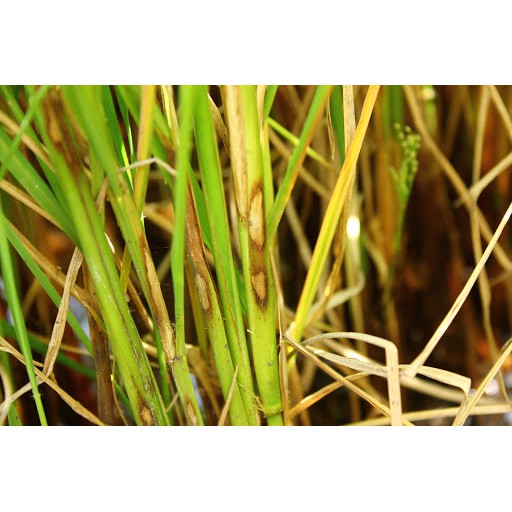 เดนิม 💥 แมนโคเซบ+ไตรไซคลาโซล ป้องกันกำจัดโรคพืช เชื้อรา ใบจุดในดาวเรือง นาข้าว พืชผัก ไม้ผล สวน ฉีดได้ทุกช่วง