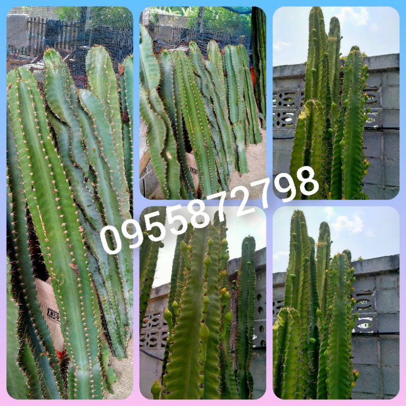 🌵🌵เจ้าของสวนกระบองเพชรยักษ์🌵🌵