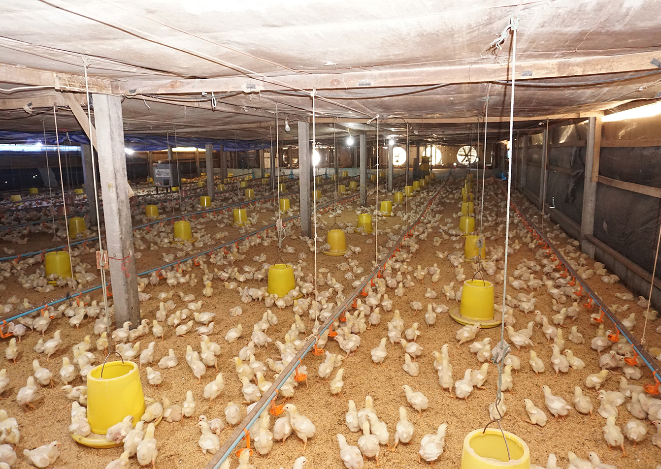 68412-ขายที่ดิน พร้อมฟาร์มไก่เนื้อระบบปิด ท่าเสด็จ สุพรรณบุรี