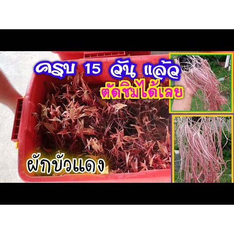 เหง้าบัวแดง เพาะต้นอ่อนบัวแดง ต้นอ่อนสายบัว ปลูกบัวแดง บัวกินสาย ขนาดทดลอง ครึ่ง กก ( 3-5 หัว )