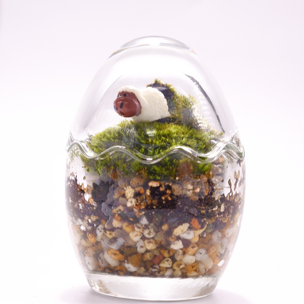 ชุดจัดสวนขวดทรงไข่มินิ สวนไข่แก้ว egg terrarium สวนขวดไข่มินิ